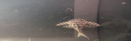 Plecos fish for sale: L236 pleco adult  in Wrexham - Advert 2