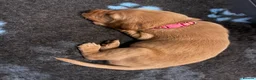 Labrador Retriever dogs for sale: Beautiful KC Registered Labrador Puppies  in Stonehouse - Advert 7