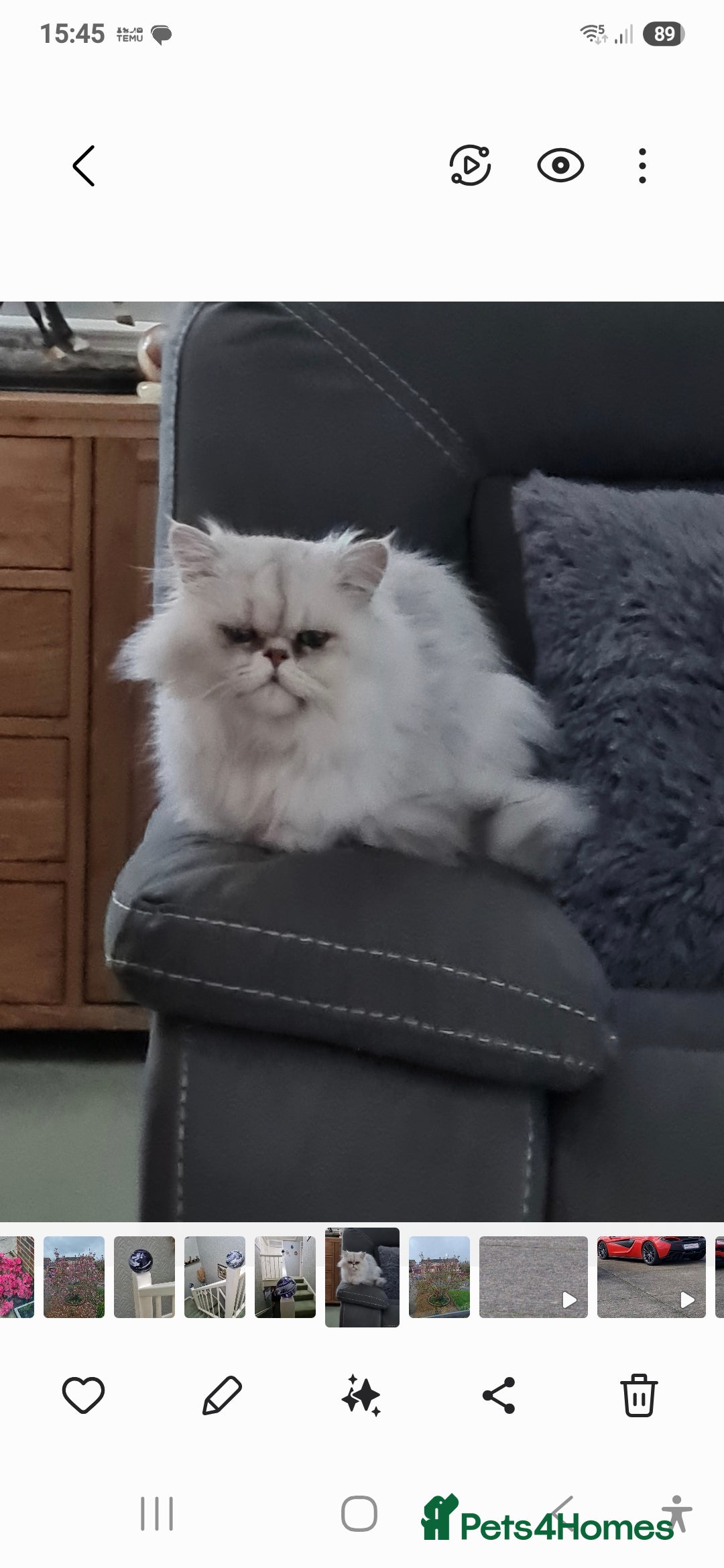 Persian cats for stud: Chinchilla Persian Stud Cat in Billingshurst - Advert 3