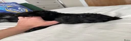 Cockapoo dogs for sale: Health tested, fully vaccinated, F1 Toy cockapoos - Advert 32