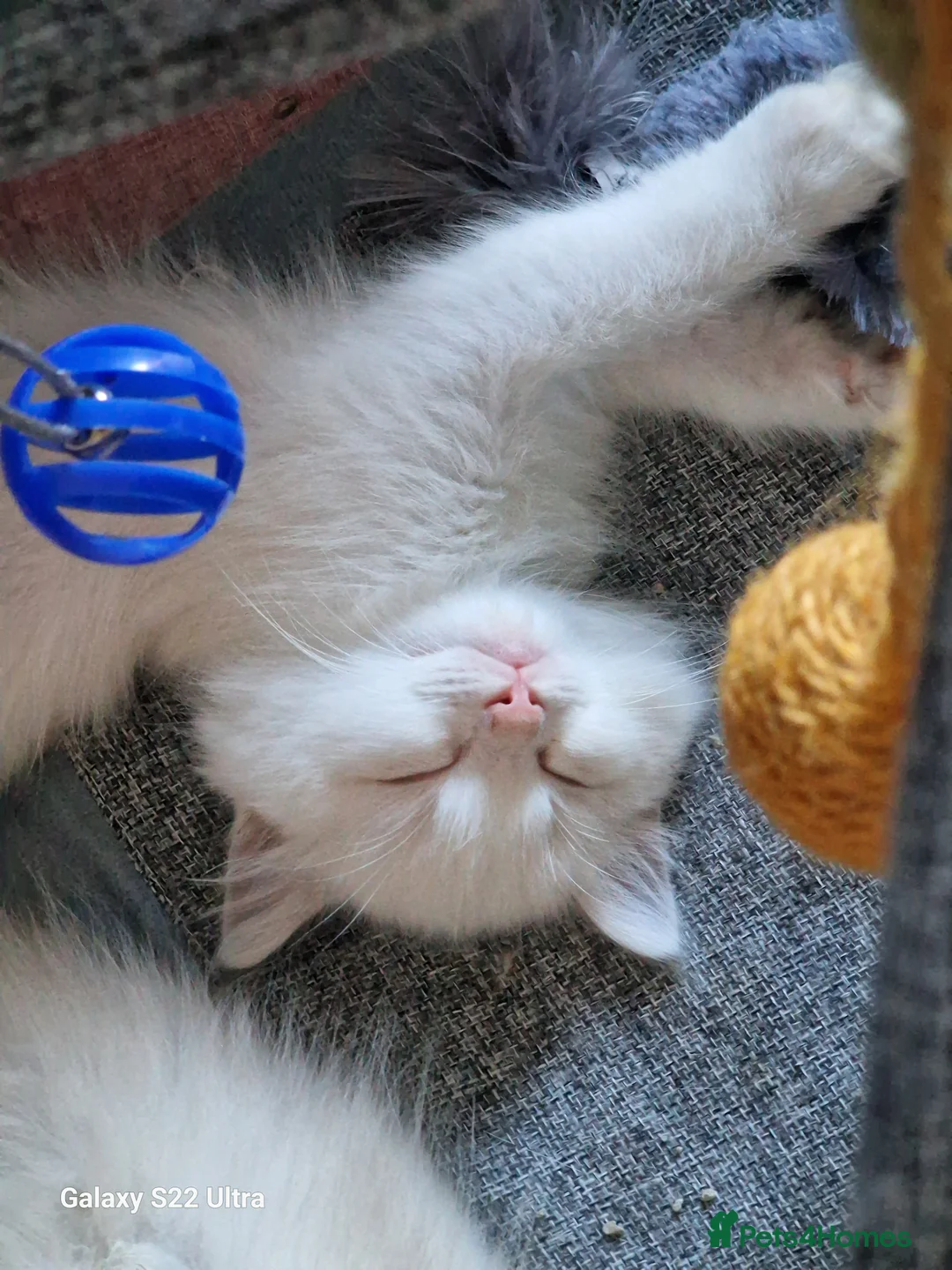 Ragdoll cats for sale: 💎 Elite Ragdoll Kittens  💎 - Advert 18