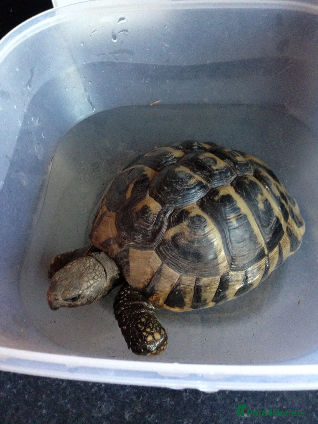 Hermann Tortoise reptiles for sale: Female hermanns tortoise - Image 5