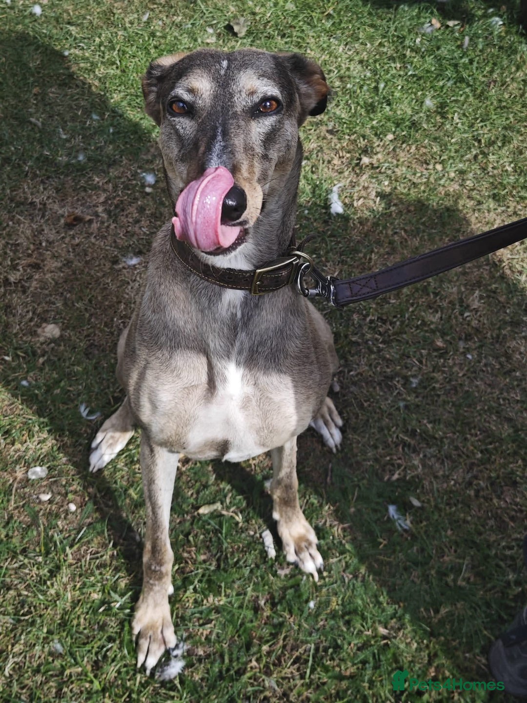 Lurcher dogs for adoption: Rosie - Image 2