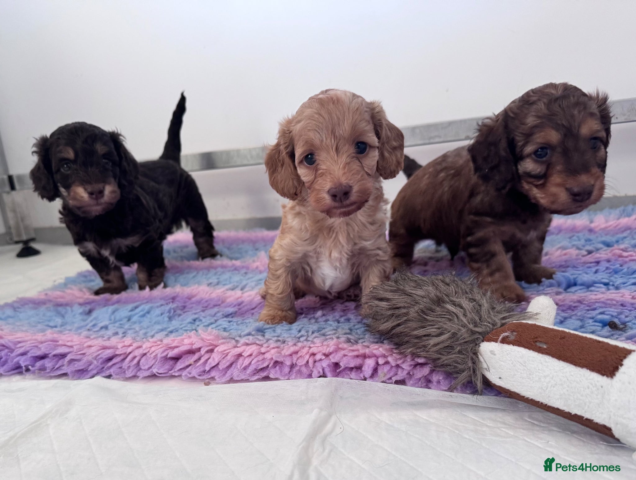Doxiepoo dogs Daxipoo’s miniature Dachshund x toy poodle - Advert 2