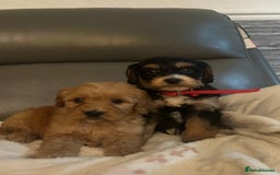 Cockapoo dogs for sale: 5 beautiful F1 cockerpoos  - Image 31