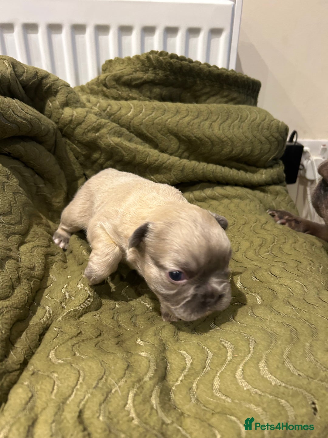 French Bulldog dogs for sale: 4 French bulldogs 2 fluffy - Image 8