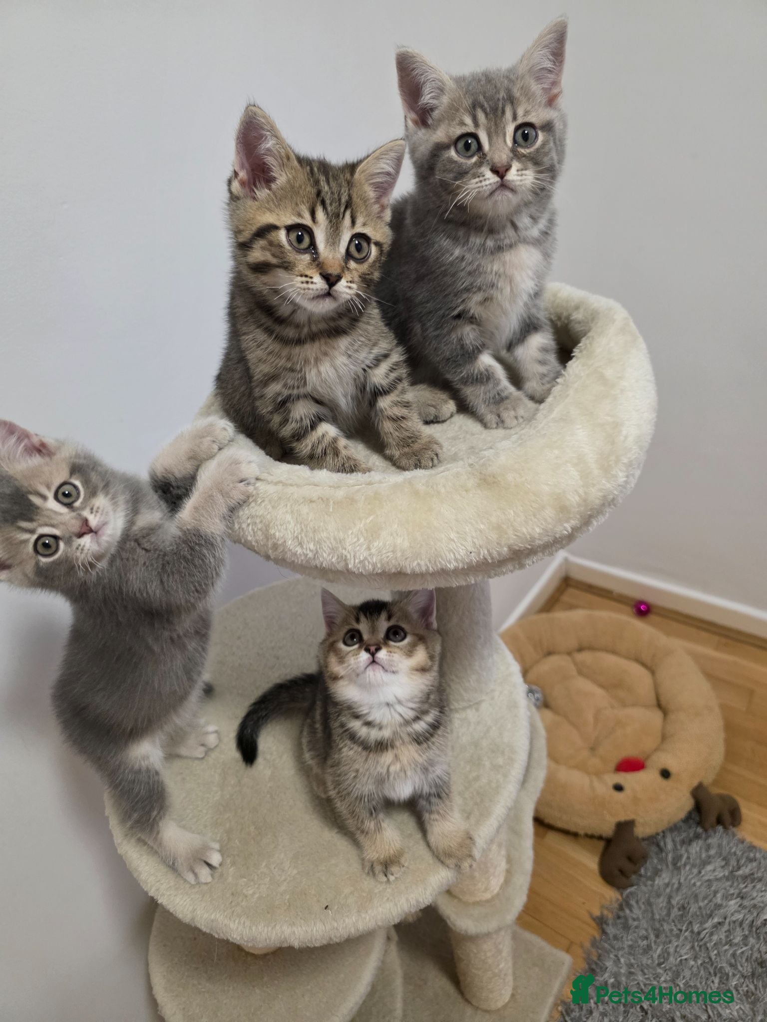 British Shorthair cats British shorthair  - Advert 13