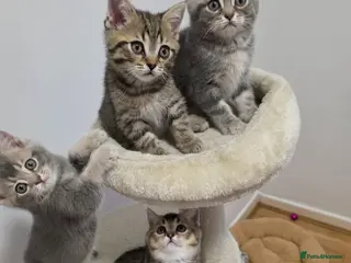 British Shorthair cats British shorthair - Advert 13