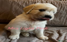 Golden Retriever dogs for sale: Adorable pedigree Golden Retriever puppies  - Image 10