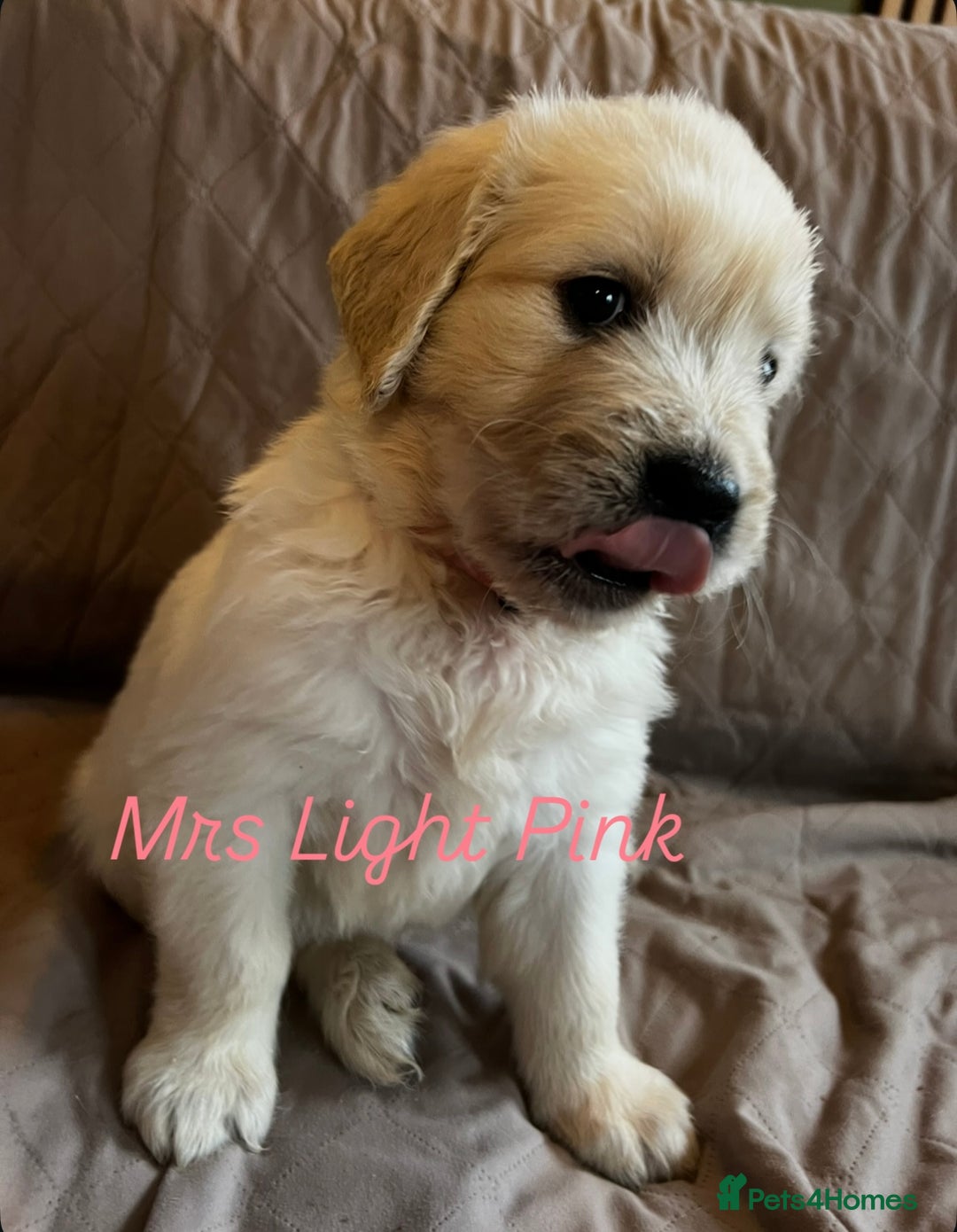 Golden Retriever dogs for sale: Adorable pedigree Golden Retriever puppies  - Image 10