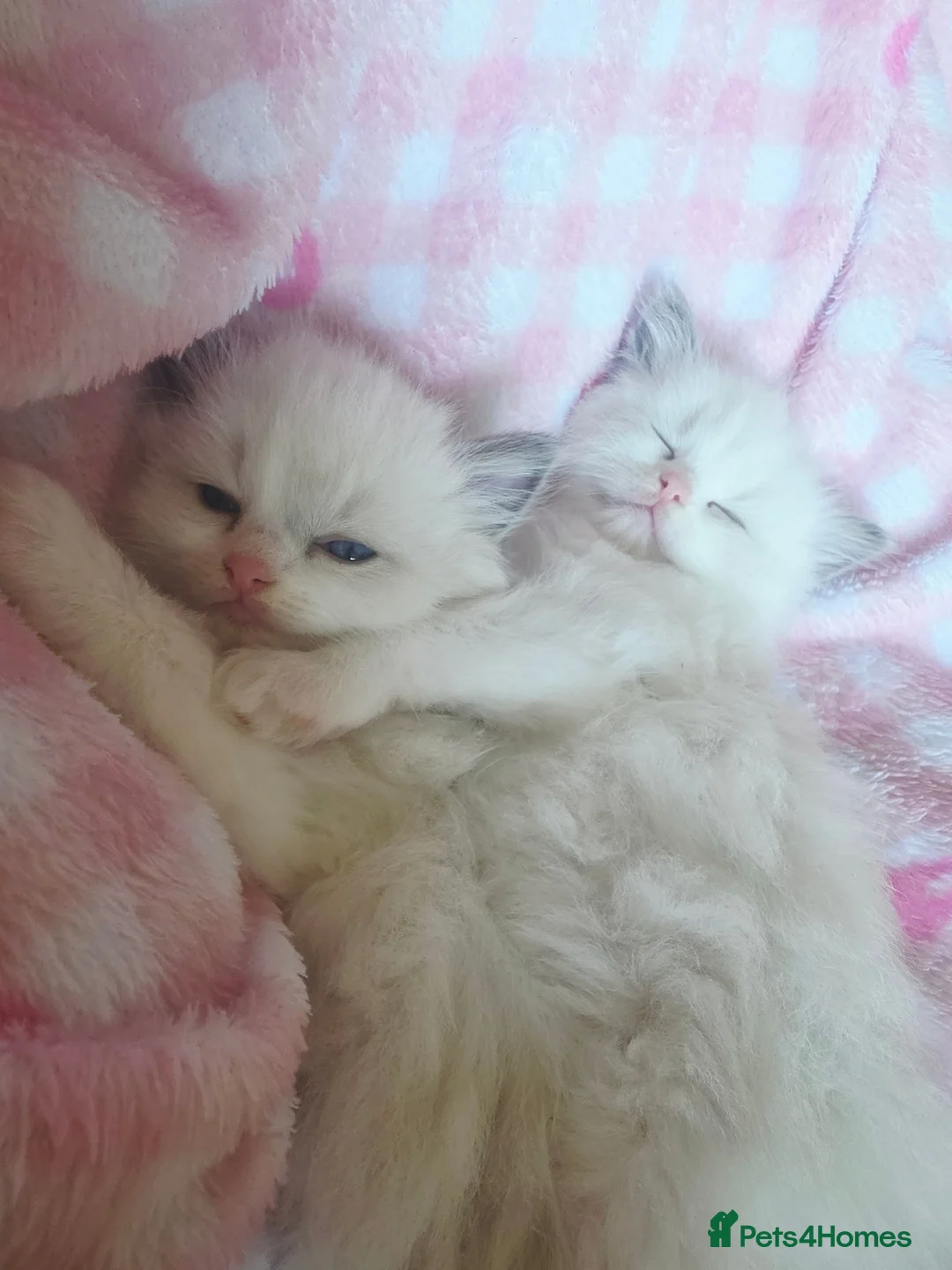 Ragdoll cats for sale: 💫Stunning Ragdoll Kittens 💫 - Advert 10