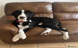 Bernedoodle dogs for stud: Bernadoodle for Stud  - Image 11