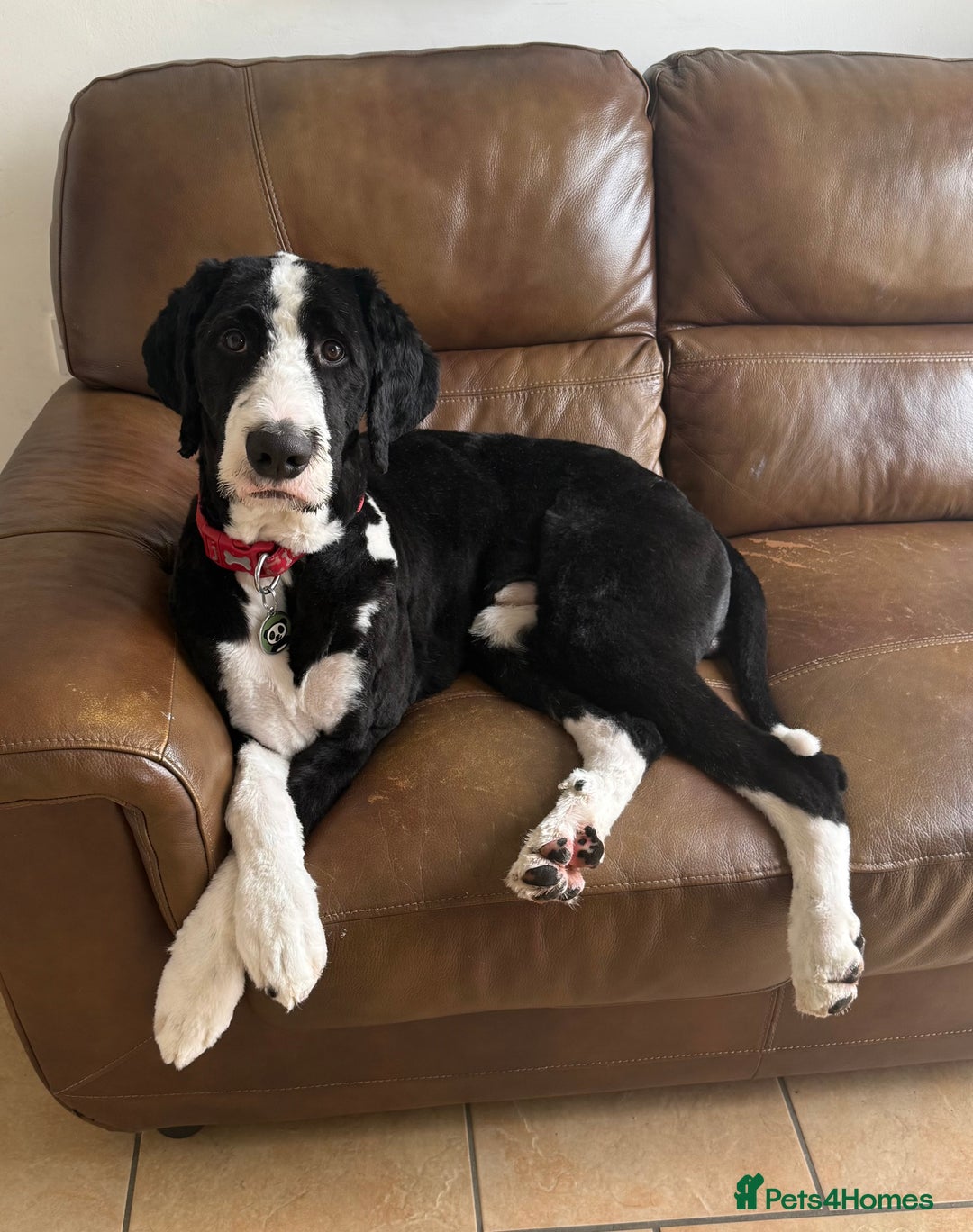 Bernedoodle dogs for stud: Bernadoodle for Stud  - Image 11