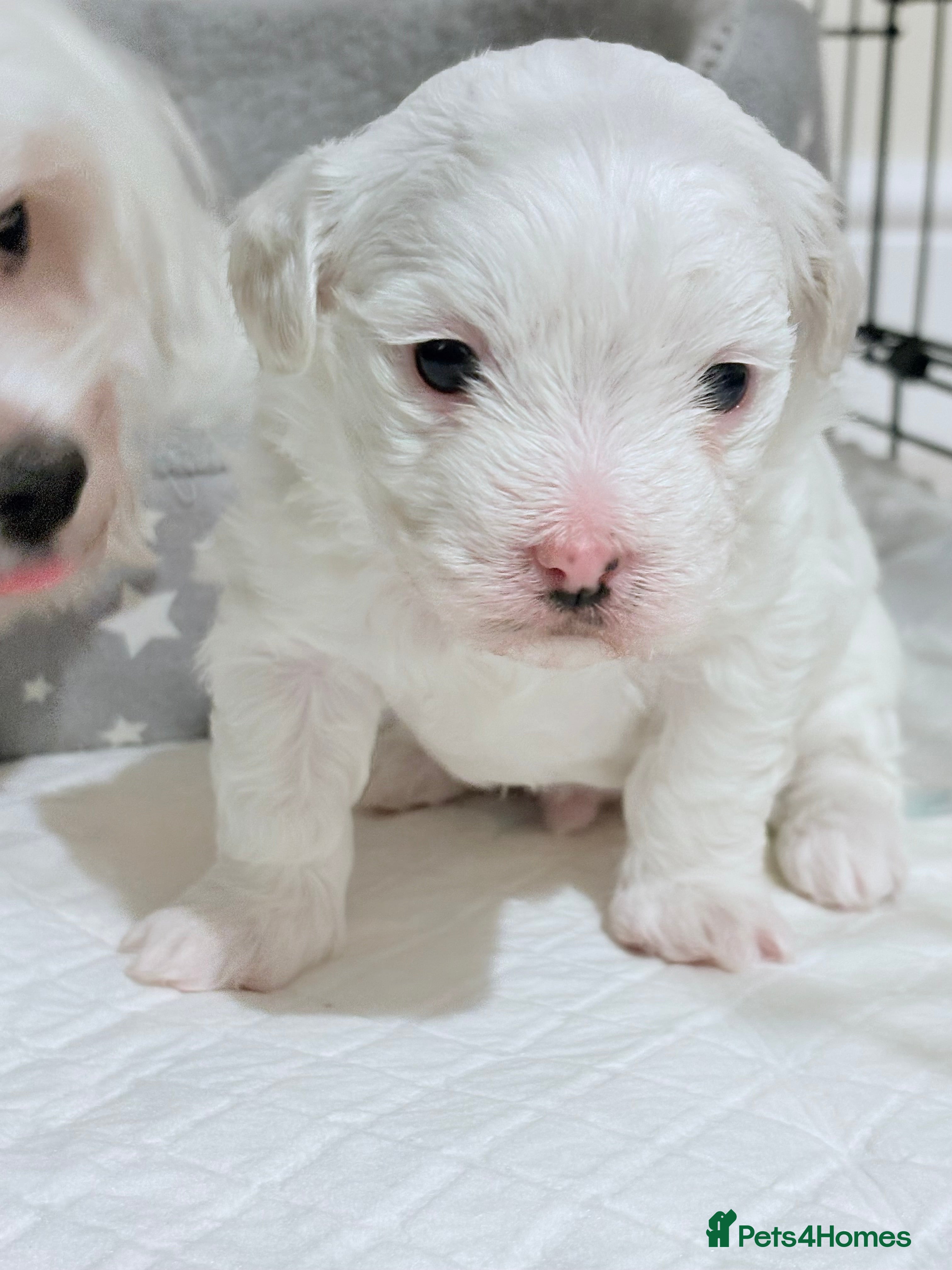 Bichon Frise dogs bichon - Advert 2