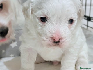 Bichon Frise dogs bichon - Advert 2