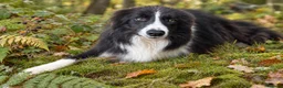 Border Collie dogs for sale: TRAINED BORDER COLLIE DOG BRED FOR TEMPERAMENT - Advert 3