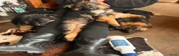 German Shepherd dogs for sale: Perfect Chunky GSD Pups - Advert 14