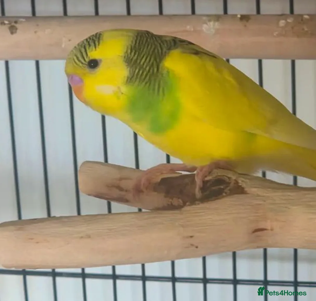 Parrots birds for sale: Raised Parrots Ready to Join Your Family in Stoke-on-Trent - Advert 9