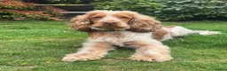 Cocker Spaniel dogs for stud: Stud Dog - Chino (Liver Cocker Spaniel) in Edinburgh - Advert 2