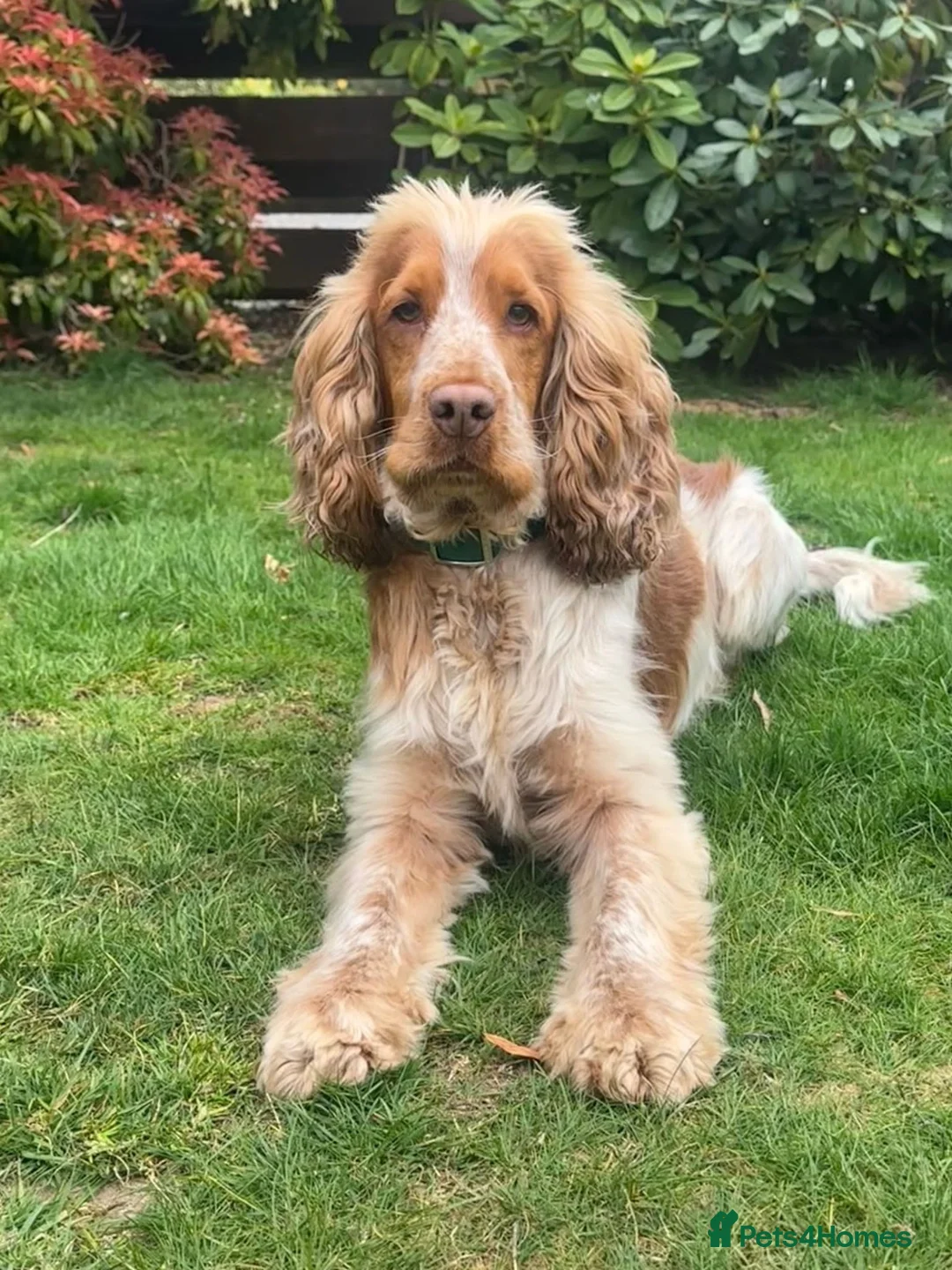 Cocker Spaniel dogs for stud: Stud Dog - Chino (Liver Cocker Spaniel) in Edinburgh - Advert 2