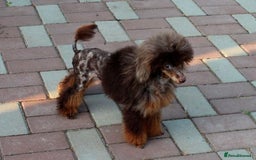 Toy Poodle dogs for sale: Adorable Toy Poodle Puppies – Full of Color - Image 4