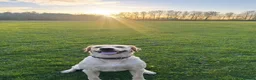 Goldador dogs for sale: 4-Year-Old Friendly Family Dog in Chorley - Advert 4
