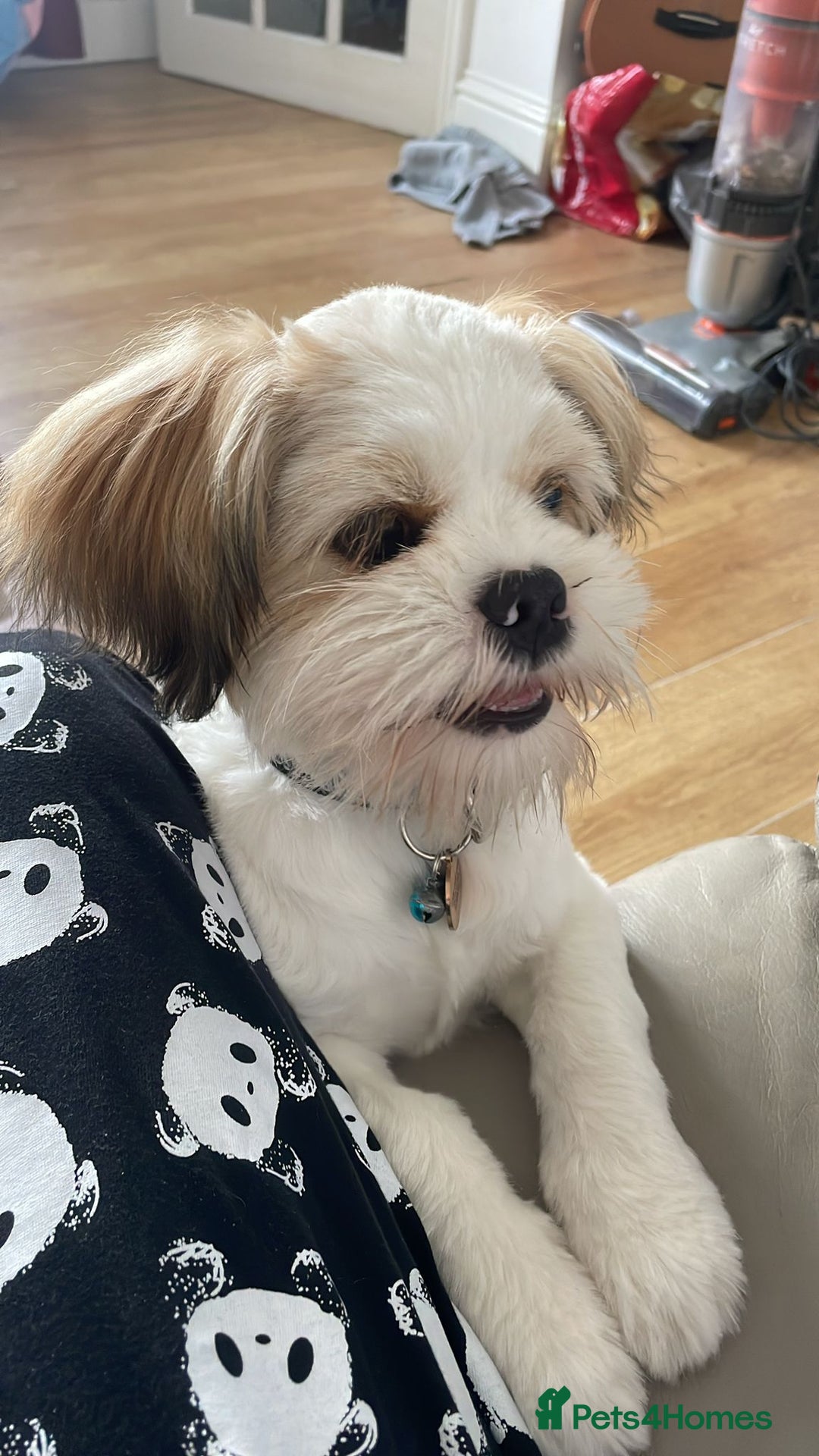 Lhasa Apso dogs for sale: Male Lhasa apso - Image 3