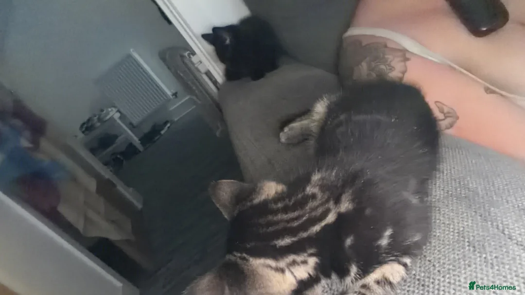 Mixed Breed cats for sale: Two beautiful girls  - Advert 18