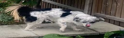 Mixed Breed dogs for adoption: Bodhi in Sutton - Advert 3