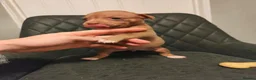 American Bully dogs for sale: Pocket bully puppies in Antrim - Advert 8