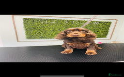 Cocker Spaniel dogs for sale: 🧡🤎 Show Cocker Spaniel Puppies For Sale - Image 7
