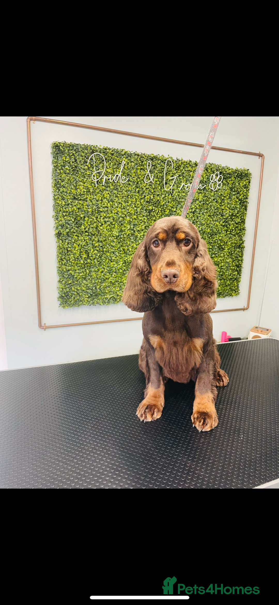 Cocker Spaniel dogs for sale: 🧡🤎 Show Cocker Spaniel Puppies For Sale - Image 7