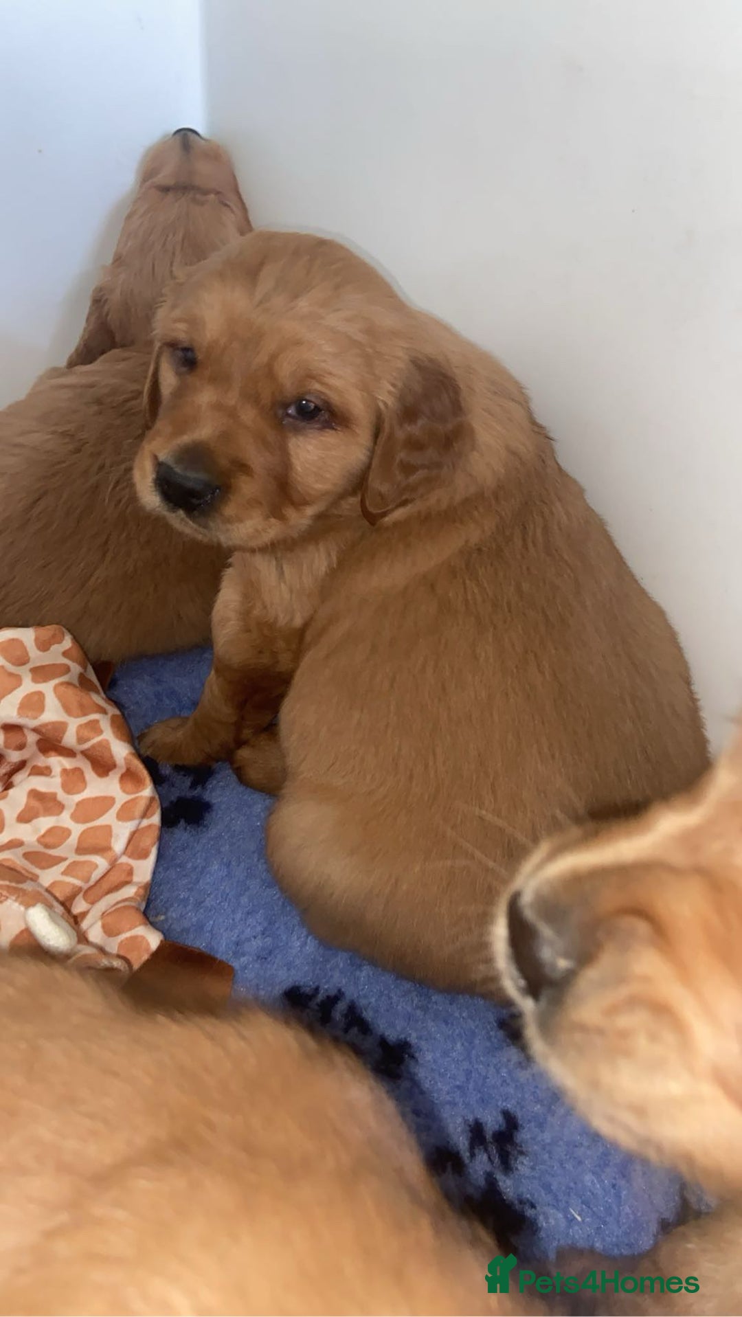 Golden Retriever dogs for sale: Gorgeous kc red  golden retriever puppies  - Advert 10