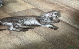 Mixed Breed cats for sale: Beautiful kittens for sale  - Image 4