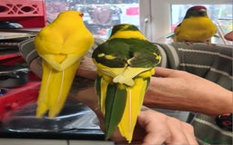 Parakeets birds for sale: Kakariki's x4 handreared kakariki's  - Image 5