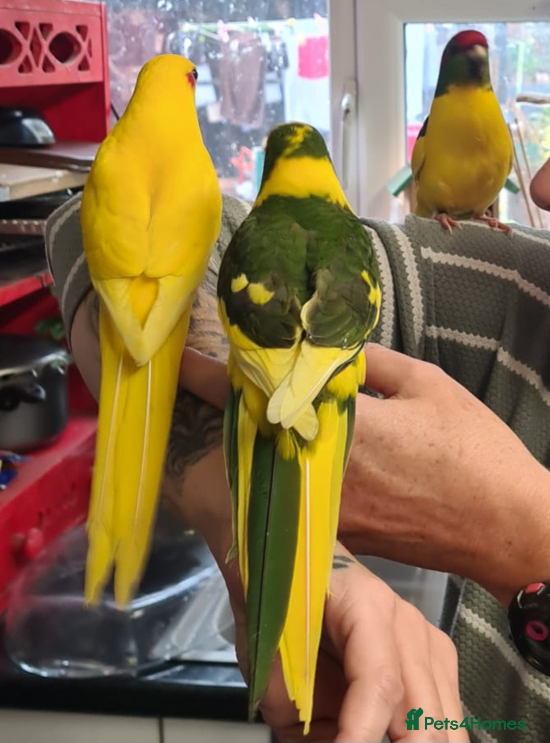 Parakeets birds for sale: Kakariki's x4 handreared kakariki's  - Image 5