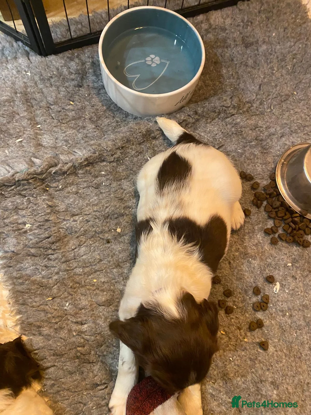 English Springer Spaniel dogs for sale: English Springer Spaniel Pups - Advert 11