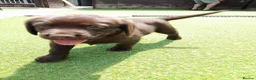 Cockerdor dogs for sale: Strong, Healthy Cockerdor Puppies in Whitchurch - Advert 7
