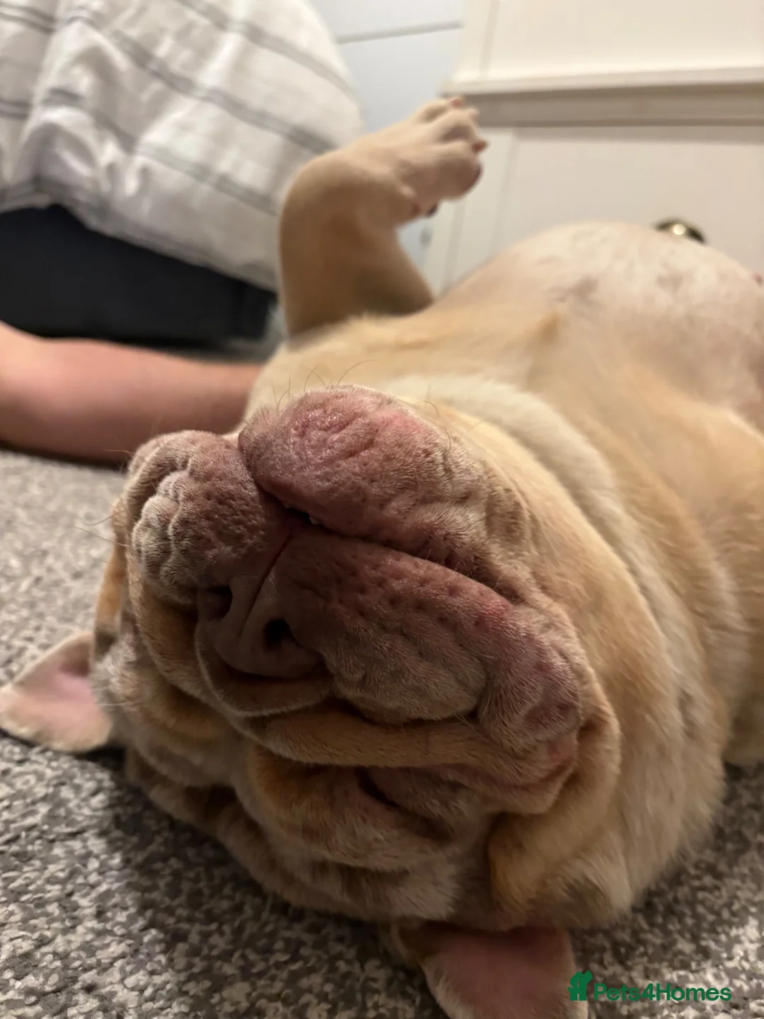 English Bulldog dogs for sale: English bulldog in Swansea - Advert 3