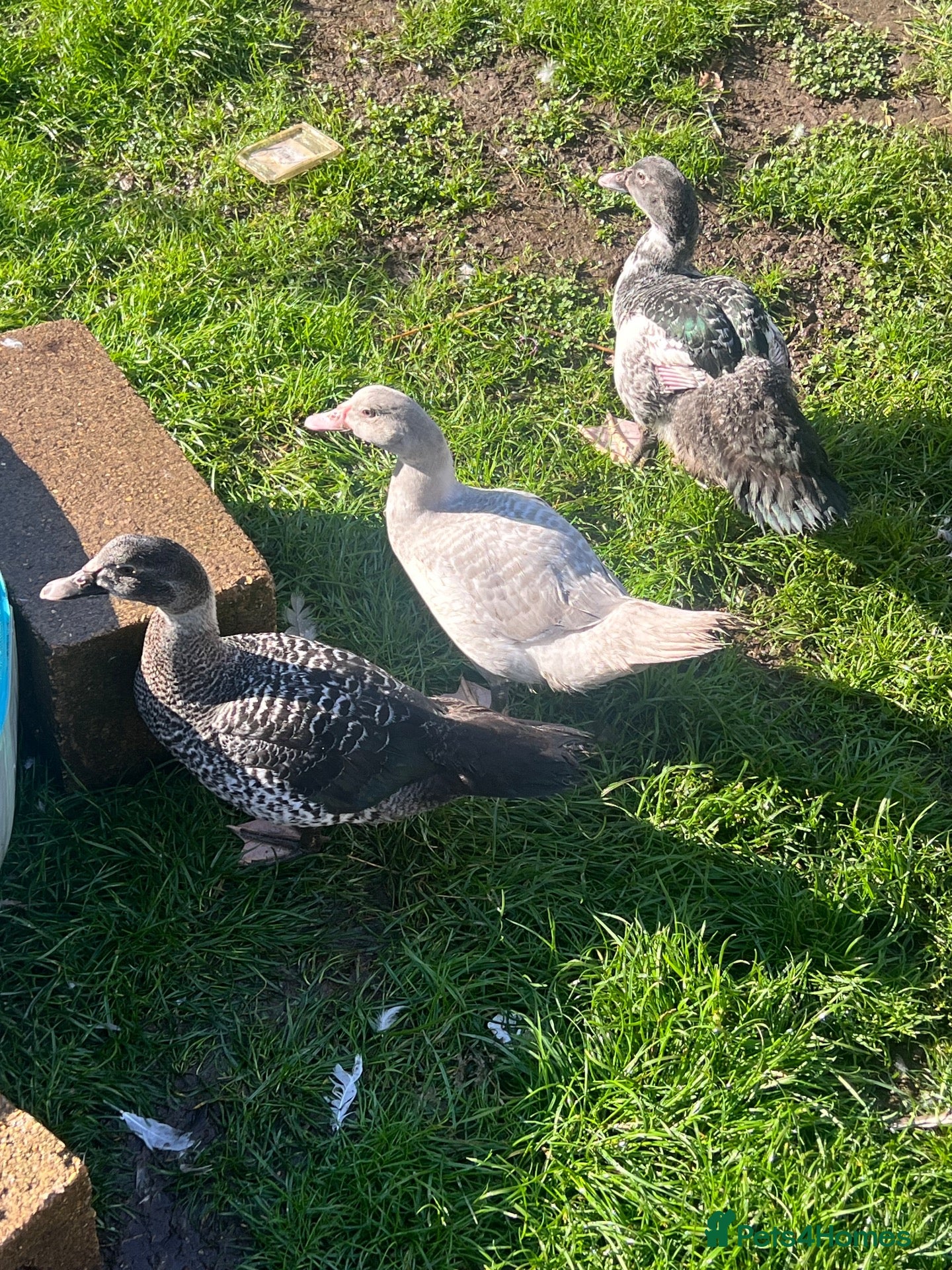 Ducks poultry Barred muscovy trio - Male & 2 Females - Advert 1