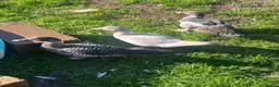 Ducks poultry for sale: Barred muscovy trio - Male & 2 Females - Advert 1