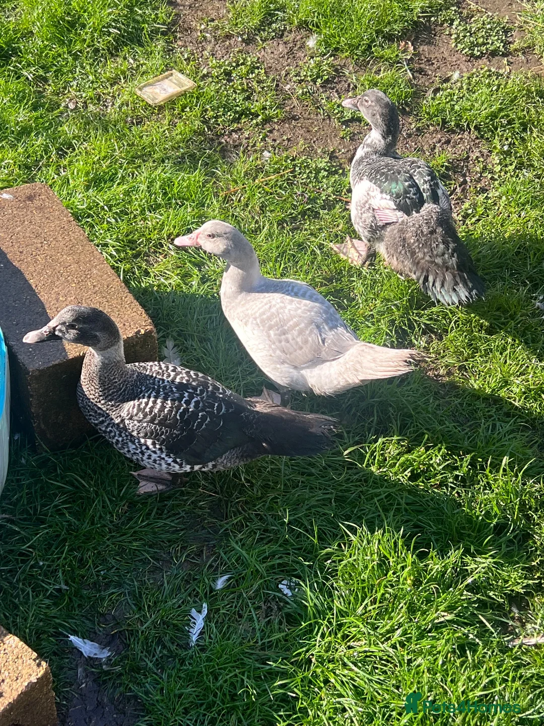 Ducks poultry for sale: Barred muscovy trio - Male & 2 Females - Advert 1