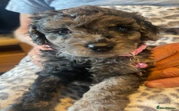 Cavapoo dogs for sale: Quality cavapoo puppies  - Image 10