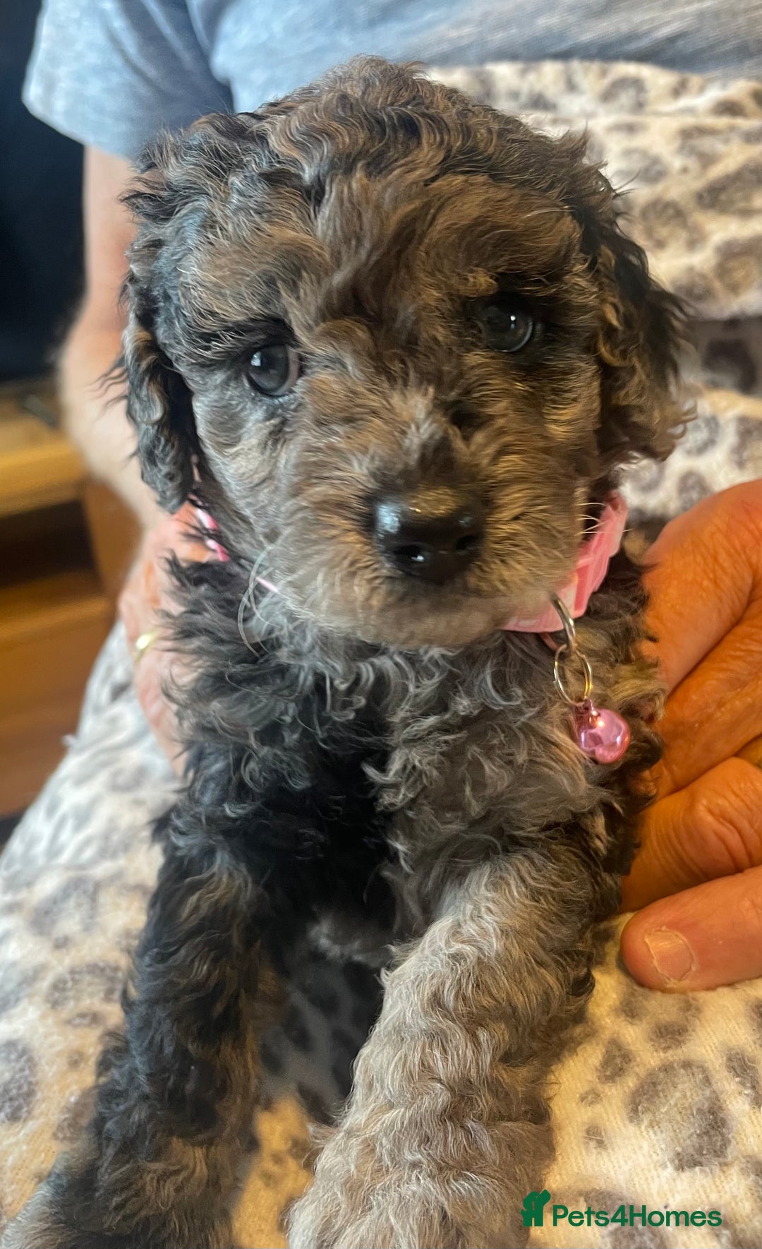 Cavapoo dogs for sale: Quality cavapoo puppies  - Image 10
