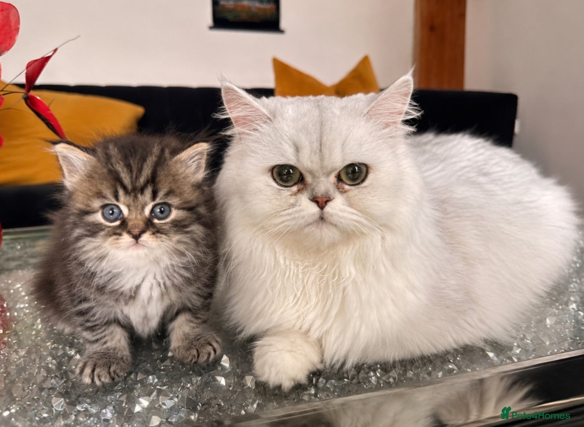 Persian cats Persian Kitten For Sale - Advert 3