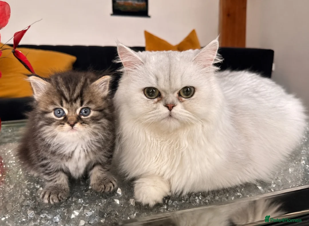 Persian cats for sale: Persian Kitten For Sale in Wembley - Advert 1
