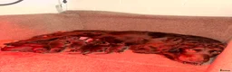 Cocker Spaniel dogs for sale: Cocker spaniel puppies  - Advert 11
