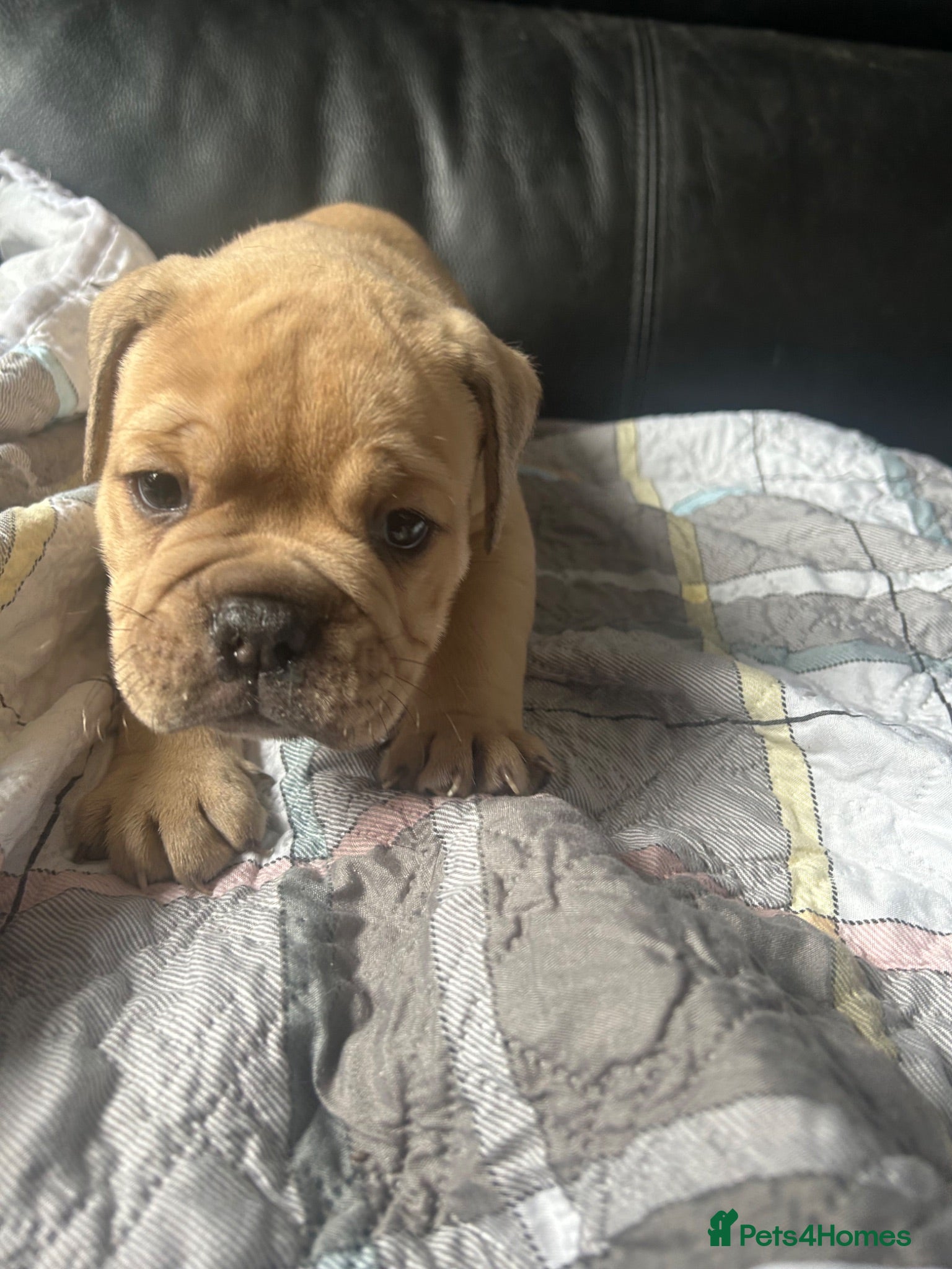 Olde English Bulldogge dogs Absolutely stunning puppy’s  - Advert 2