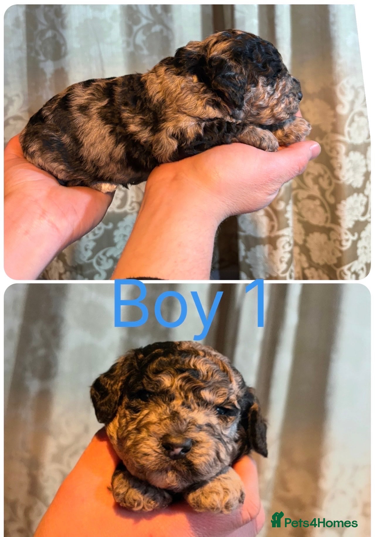 Mini Goldendoodle dogs Miniature Goldendoodle Puppies - Merle available  - Advert 3