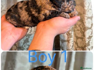 Mini Goldendoodle dogs Miniature Goldendoodle Puppies - Merle available - Advert 18